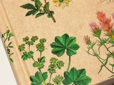 «Атлас растений» - изображение 8